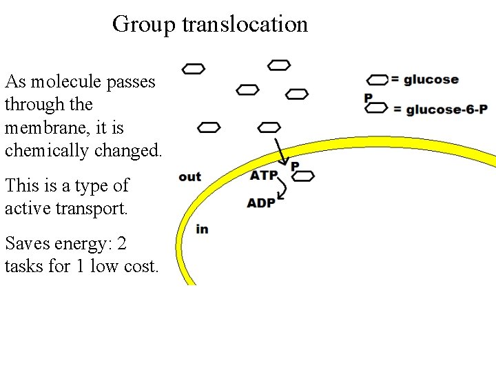 Group translocation As molecule passes through the membrane, it is chemically changed. This is