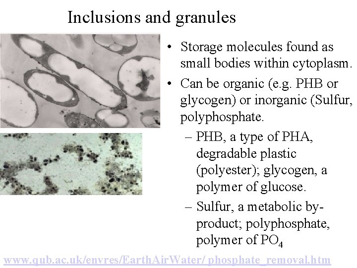 Inclusions and granules • Storage molecules found as small bodies within cytoplasm. • Can