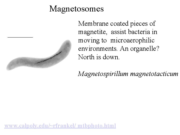 Magnetosomes Membrane coated pieces of magnetite, assist bacteria in moving to microaerophilic environments. An