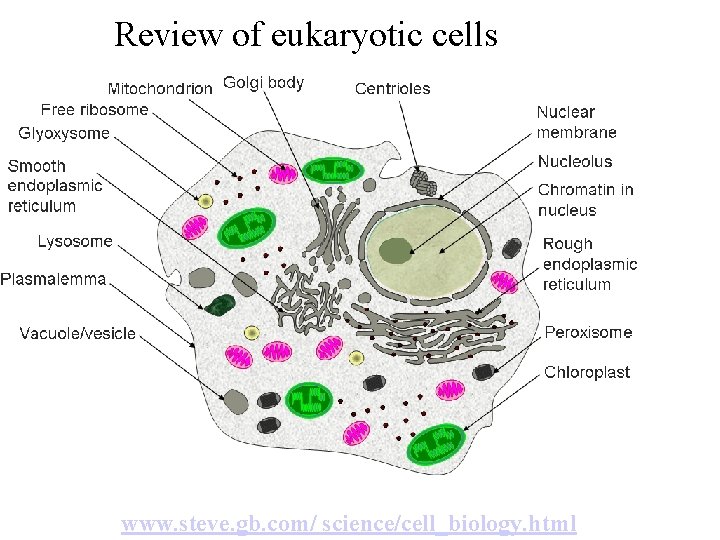 Review of eukaryotic cells www. steve. gb. com/ science/cell_biology. html 