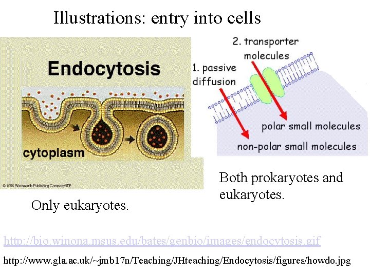 Illustrations: entry into cells Only eukaryotes. Both prokaryotes and eukaryotes. http: //bio. winona. msus.