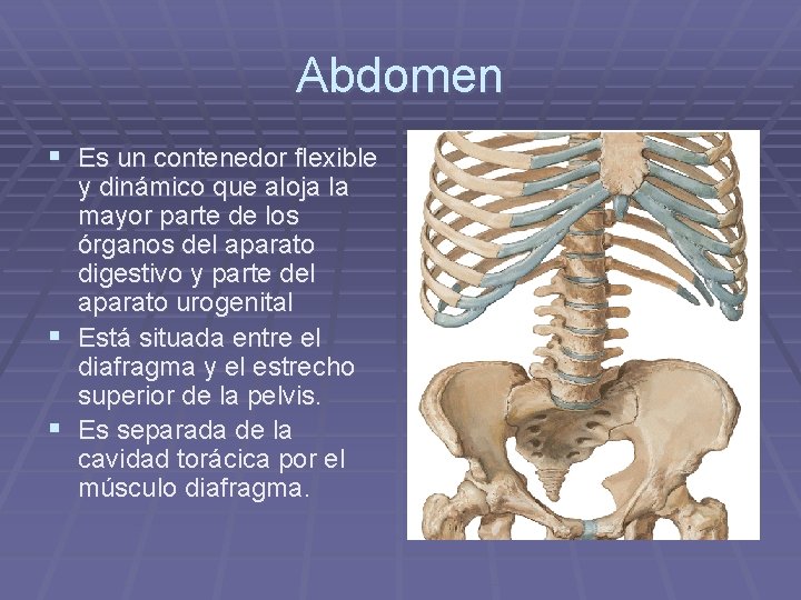 Abdomen § Es un contenedor flexible § § y dinámico que aloja la mayor