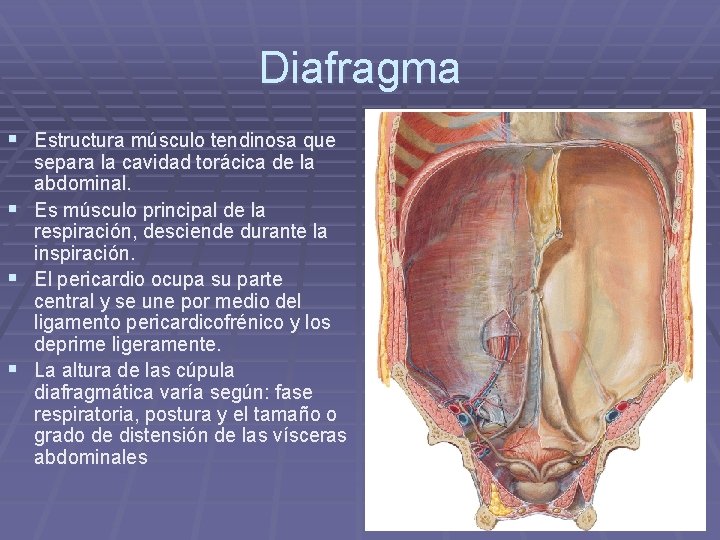 Diafragma § Estructura músculo tendinosa que separa la cavidad torácica de la abdominal. §