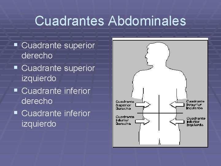 Cuadrantes Abdominales § Cuadrante superior derecho § Cuadrante superior izquierdo § Cuadrante inferior derecho