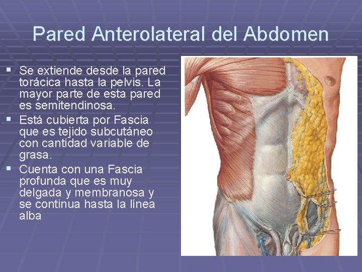 Pared Anterolateral del Abdomen § Se extiende desde la pared torácica hasta la pelvis.