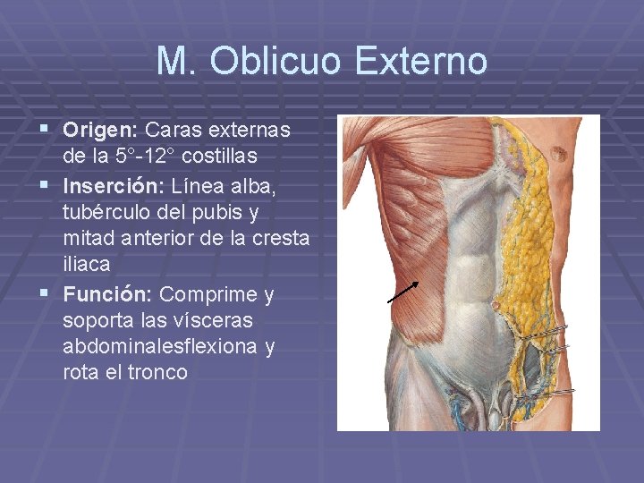 M. Oblicuo Externo § Origen: Caras externas de la 5°-12° costillas § Inserción: Línea