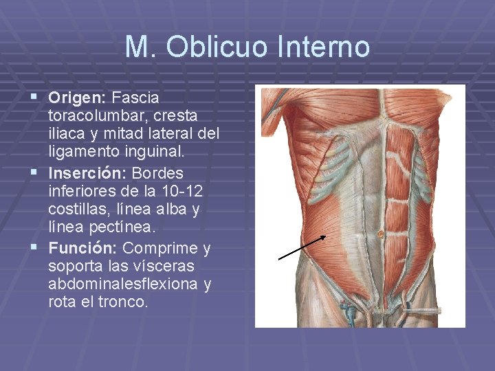 M. Oblicuo Interno § Origen: Fascia toracolumbar, cresta iliaca y mitad lateral del ligamento