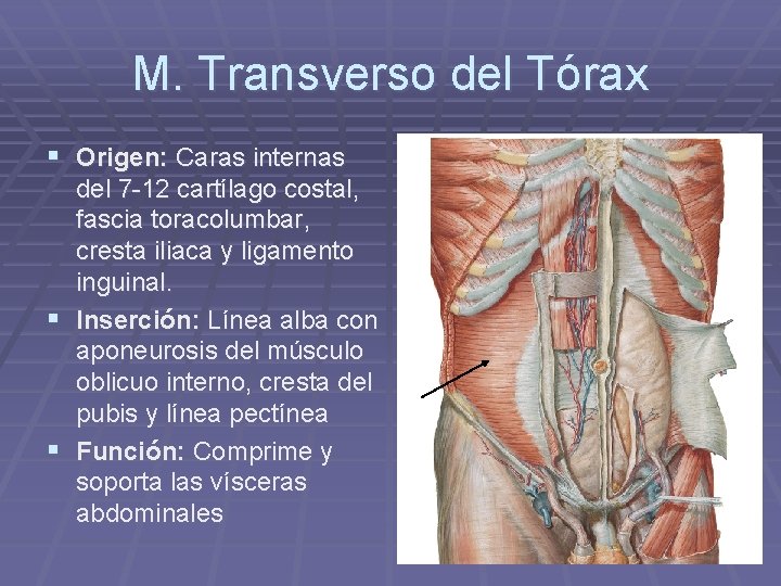 M. Transverso del Tórax § Origen: Caras internas del 7 -12 cartílago costal, fascia