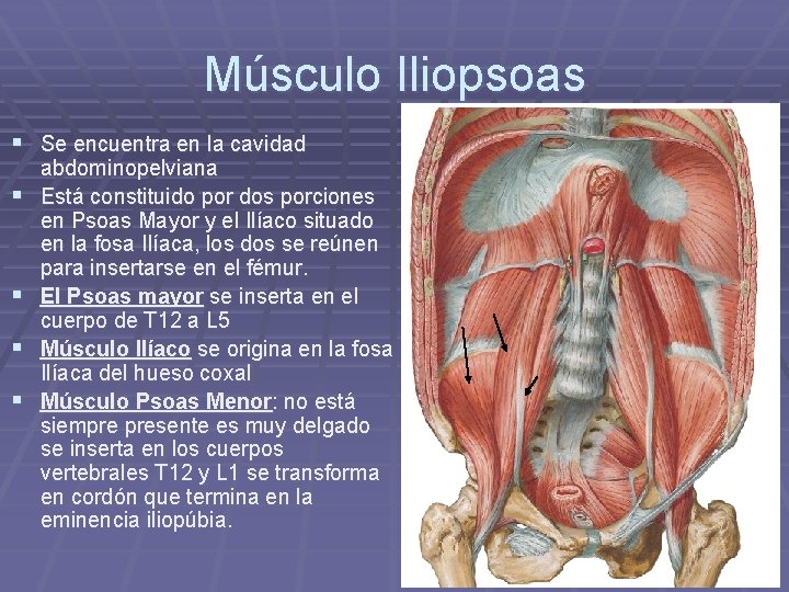 Músculo Iliopsoas § Se encuentra en la cavidad § § abdominopelviana Está constituido por