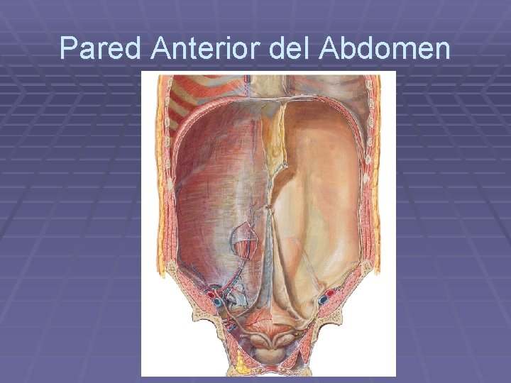 Pared Anterior del Abdomen 