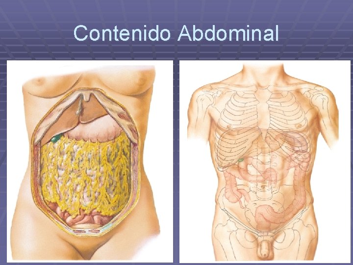 Contenido Abdominal 