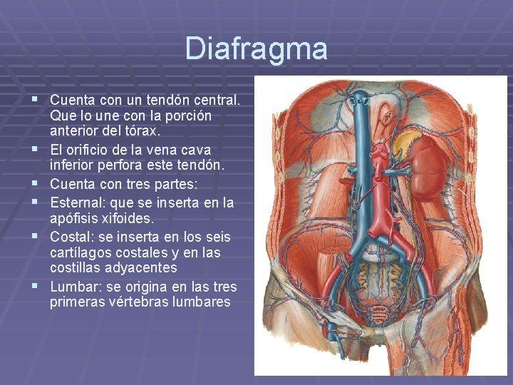 Diafragma § Cuenta con un tendón central. § § § Que lo une con