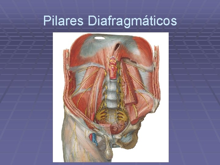 Pilares Diafragmáticos 