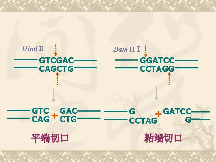 HindⅡ GTCGAC CAGCTG GTC GAC CAG + CTG 平端切口 Bam HⅠ GGATCC CCTAGG G