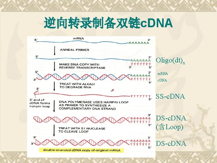 逆向转录制备双链c. DNA Oligo(dt)n m. RNA c. DNA SS-c. DNA DS-c. DNA (含Loop) DS-c. DNA