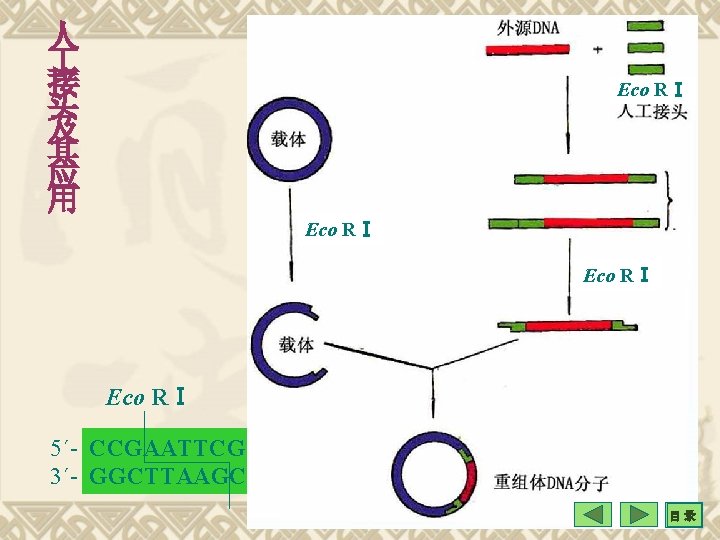 人 接 头 及 其 应 用 Eco RⅠ 5´- CCGAATTCG 3´- GGCTTAAGC 目录