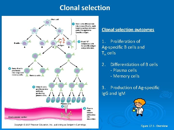 Clonal selection outcomes 1. Proliferation of Ag-specific B cells and TH cells 2. Differentiation