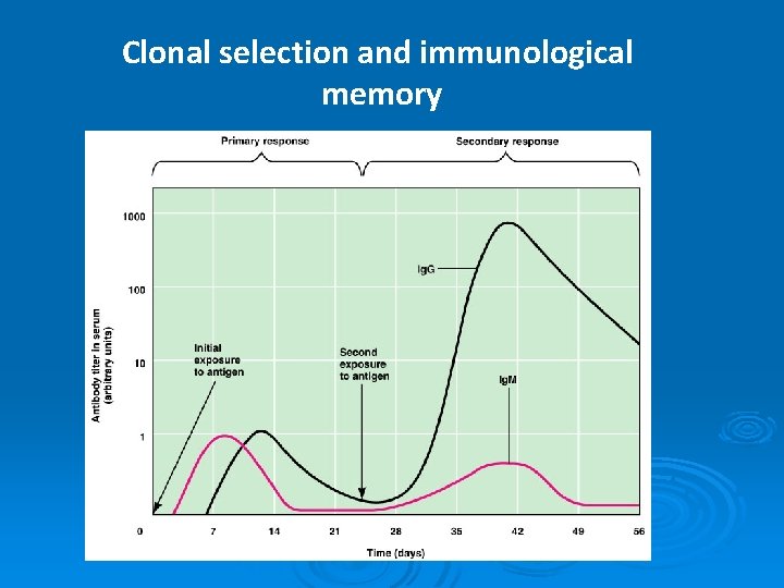 Clonal selection and immunological memory 