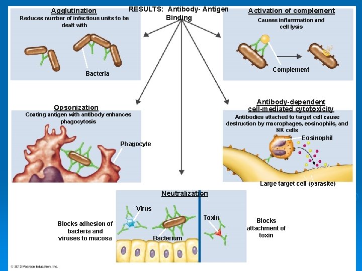 RESULTS: Antibody- Antigen Binding Reduces number of infectious units to be Agglutination Activation of
