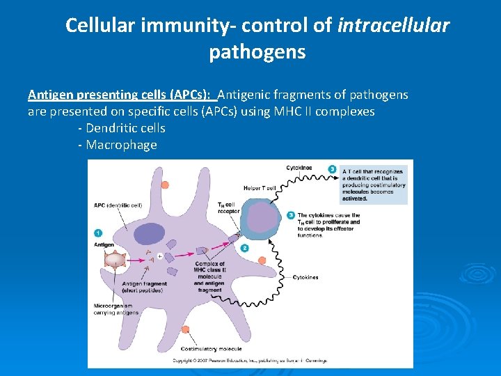 Cellular immunity- control of intracellular pathogens Antigen presenting cells (APCs): Antigenic fragments of pathogens