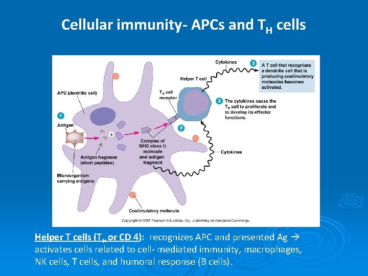 Cellular immunity- APCs and TH cells Helper T cells (TH or CD 4): recognizes