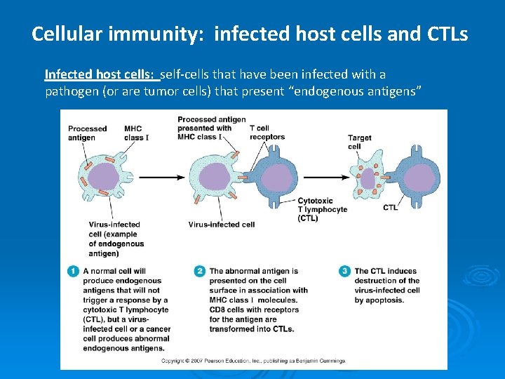 Cellular immunity: infected host cells and CTLs Infected host cells: self-cells that have been