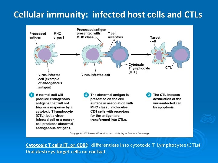 Cellular immunity: infected host cells and CTLs Cytotoxic T cells (TC or CD 8):