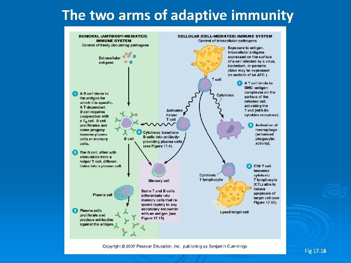 The two arms of adaptive immunity Fig 17. 18 