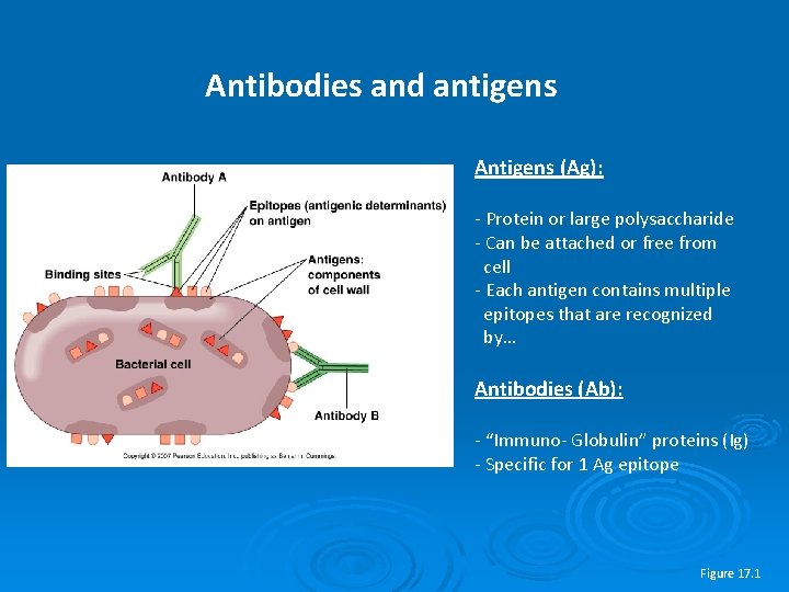 Game plan Lecture Lab Antibody antigen binding Humoral