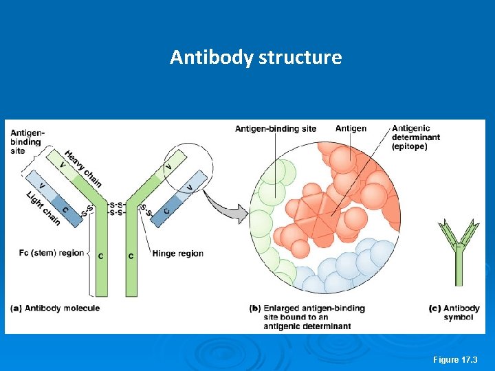 Antibody structure Figure 17. 3 