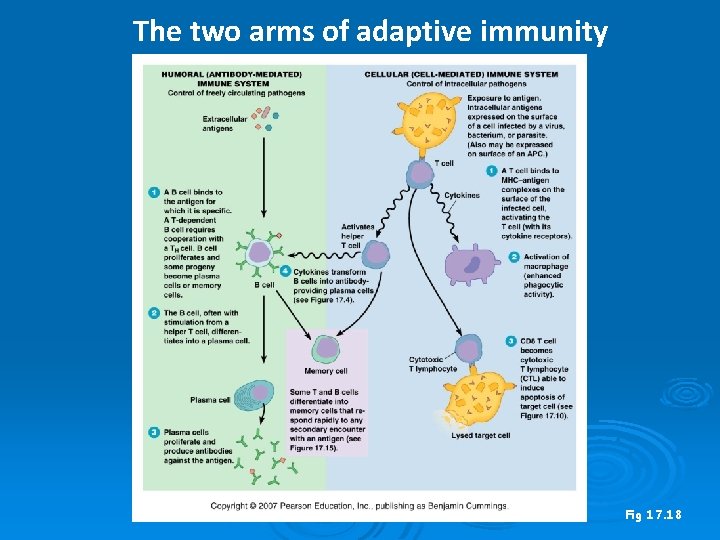 The two arms of adaptive immunity Fig 17. 18 