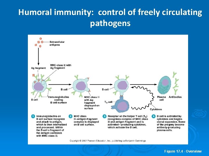 Humoral immunity: control of freely circulating pathogens Figure 17. 4 - Overview 