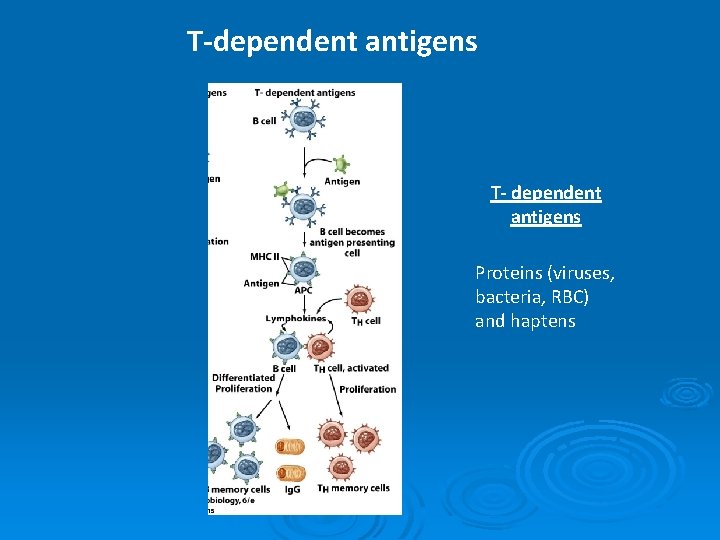 T-dependent antigens T- dependent antigens Proteins (viruses, bacteria, RBC) and haptens 
