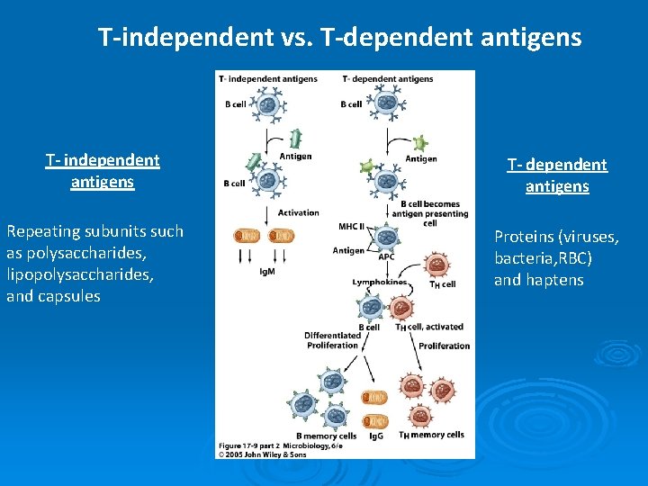 T-independent vs. T-dependent antigens T- independent antigens Repeating subunits such as polysaccharides, lipopolysaccharides, and