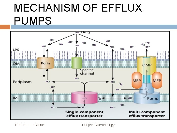 MECHANISM OF EFFLUX PUMPS Prof. Aparna Mane Subject: Microbiology 