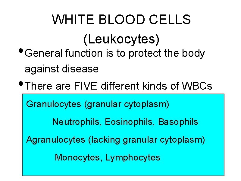 WHITE BLOOD CELLS (Leukocytes) • General function is to protect the body against disease