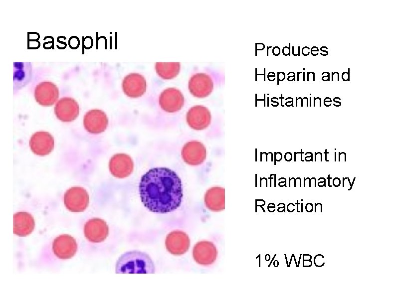 Basophil Produces Heparin and Histamines Important in Inflammatory Reaction 1% WBC 