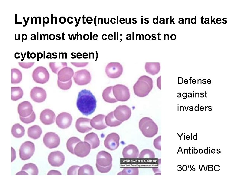 Lymphocyte(nucleus is dark and takes up almost whole cell; almost no cytoplasm seen) Defense
