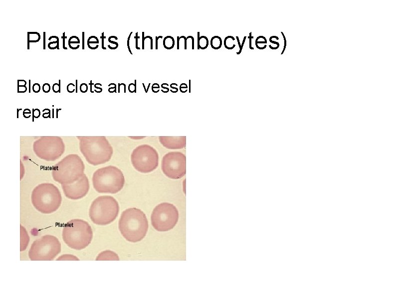 Platelets (thrombocytes) Blood clots and vessel repair 