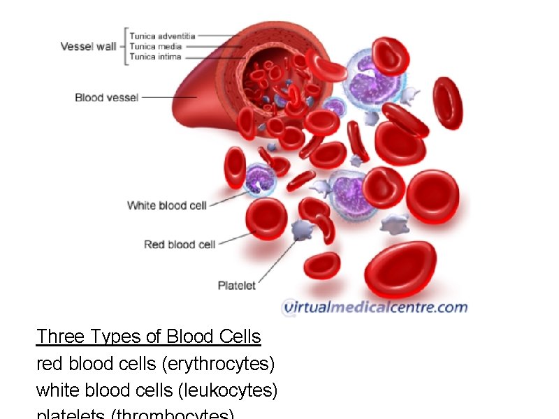 Three Types of Blood Cells red blood cells (erythrocytes) white blood cells (leukocytes) 