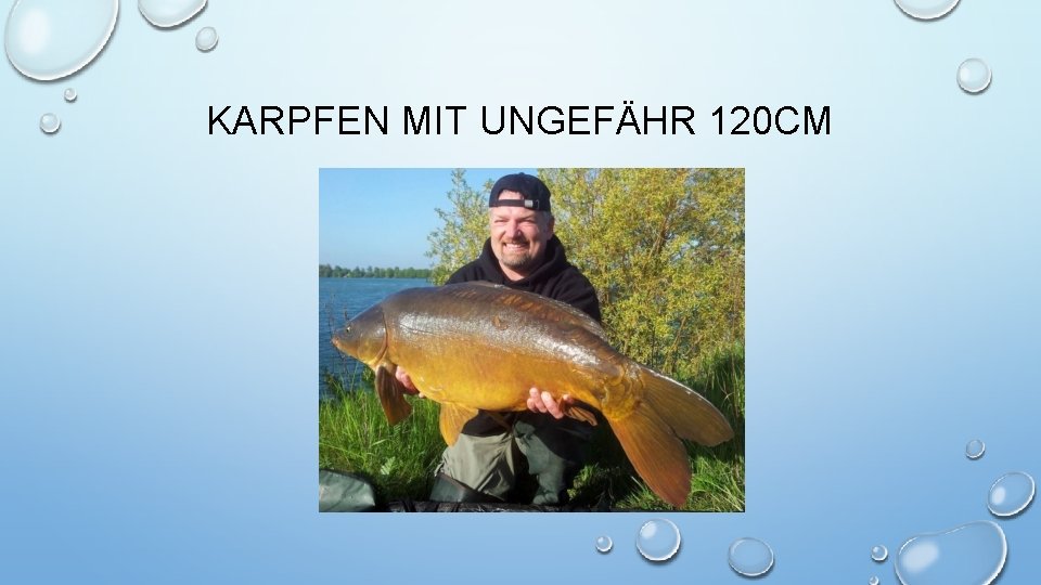 KARPFEN MIT UNGEFÄHR 120 CM 