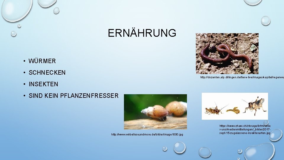 ERNÄHRUNG • WÜRMER • SCHNECKEN http: //dozenten. alp. dillingen. de/tiere-live/images/kapitel/regenwu • INSEKTEN • SIND