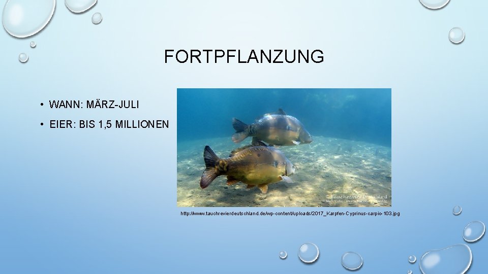 FORTPFLANZUNG • WANN: MÄRZ-JULI • EIER: BIS 1, 5 MILLIONEN http: //www. tauchrevierdeutschland. de/wp-content/uploads/2017_Karpfen-Cyprinus-carpio-103.