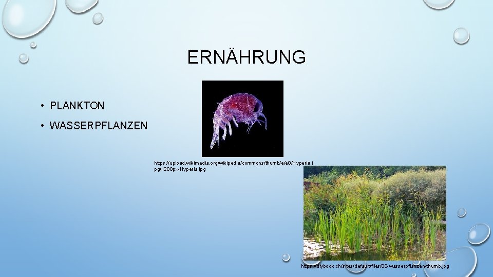 ERNÄHRUNG • PLANKTON • WASSERPFLANZEN https: //upload. wikimedia. org/wikipedia/commons/thumb/e/e 0/Hyperia. j pg/1200 px-Hyperia. jpg