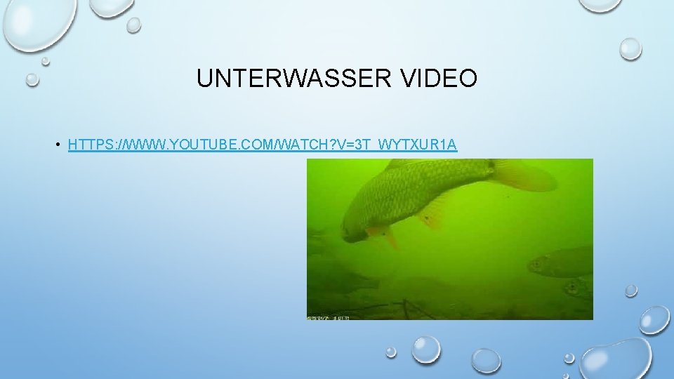 UNTERWASSER VIDEO • HTTPS: //WWW. YOUTUBE. COM/WATCH? V=3 T_WYTXUR 1 A 