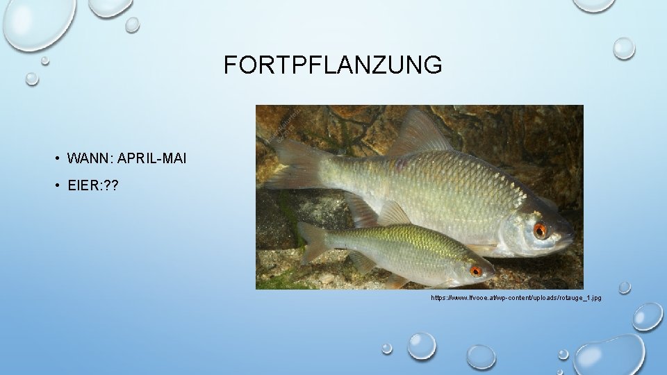 FORTPFLANZUNG • WANN: APRIL-MAI • EIER: ? ? https: //www. lfvooe. at/wp-content/uploads/rotauge_1. jpg 