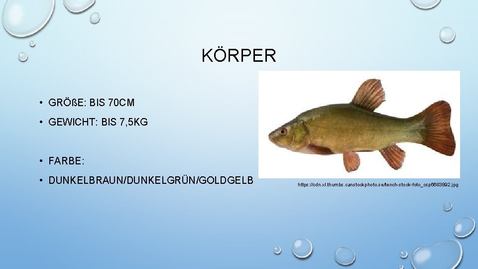 KÖRPER • GRÖßE: BIS 70 CM • GEWICHT: BIS 7, 5 KG • FARBE: