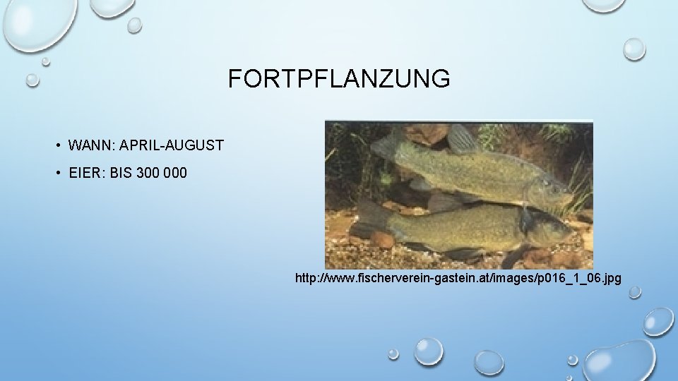 FORTPFLANZUNG • WANN: APRIL-AUGUST • EIER: BIS 300 000 http: //www. fischerverein-gastein. at/images/p 016_1_06.