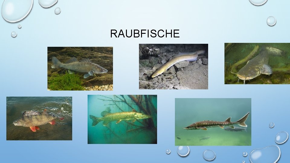 RAUBFISCHE 