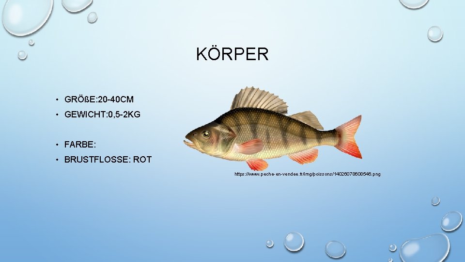 KÖRPER • GRÖßE: 20 -40 CM • GEWICHT: 0, 5 -2 KG • FARBE: